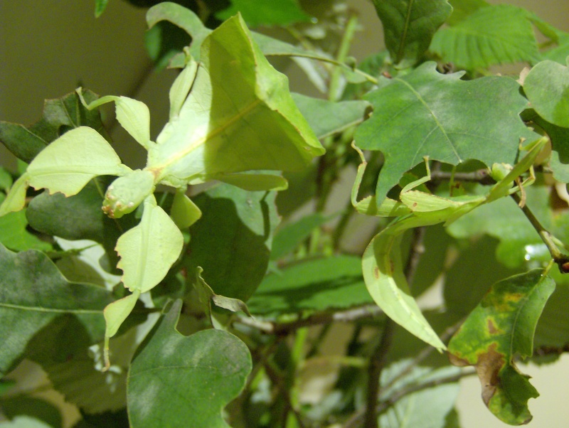 Phyllium celebicum (PSG 128) - Page 2 Hpim4616