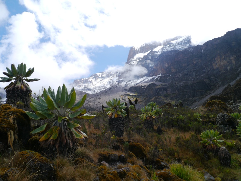 [TANZANIE] Le Kilimandjaro & Safaris (Oct 2014) P1560018