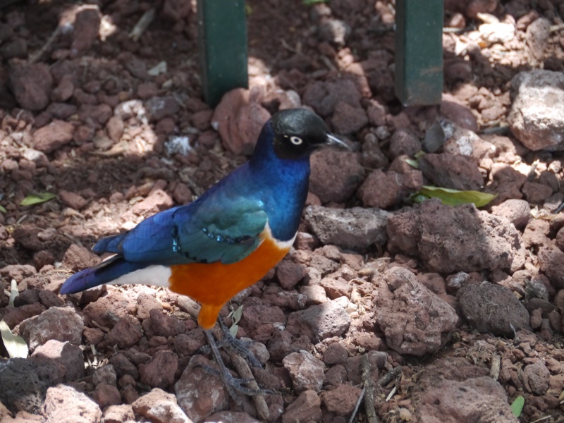 [TANZANIE] Le Kilimandjaro & Safaris (Oct 2014) P1570117