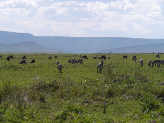 [TANZANIE] Le Kilimandjaro & Safaris (Oct 2014) P1570815