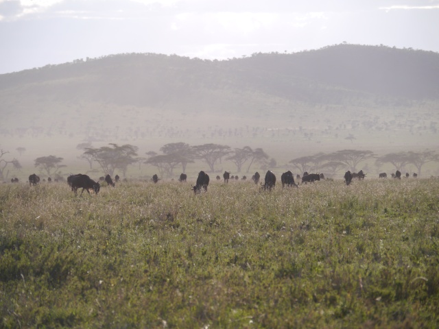 [TANZANIE] Le Kilimandjaro & Safaris (Oct 2014) P1580015