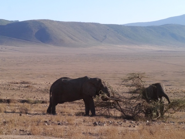 [TANZANIE] Le Kilimandjaro & Safaris (Oct 2014) P1580624