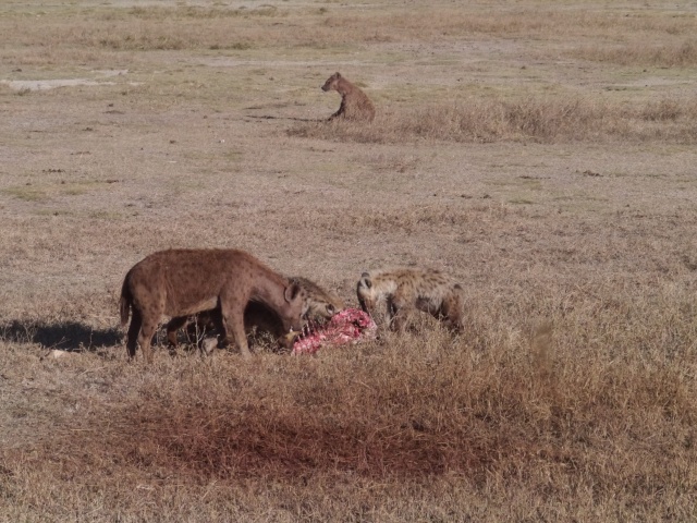 [TANZANIE] Le Kilimandjaro & Safaris (Oct 2014) P1580713