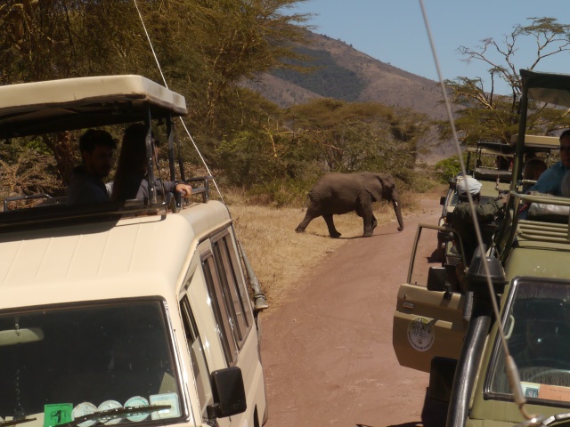 [TANZANIE] Le Kilimandjaro & Safaris (Oct 2014) P1590012