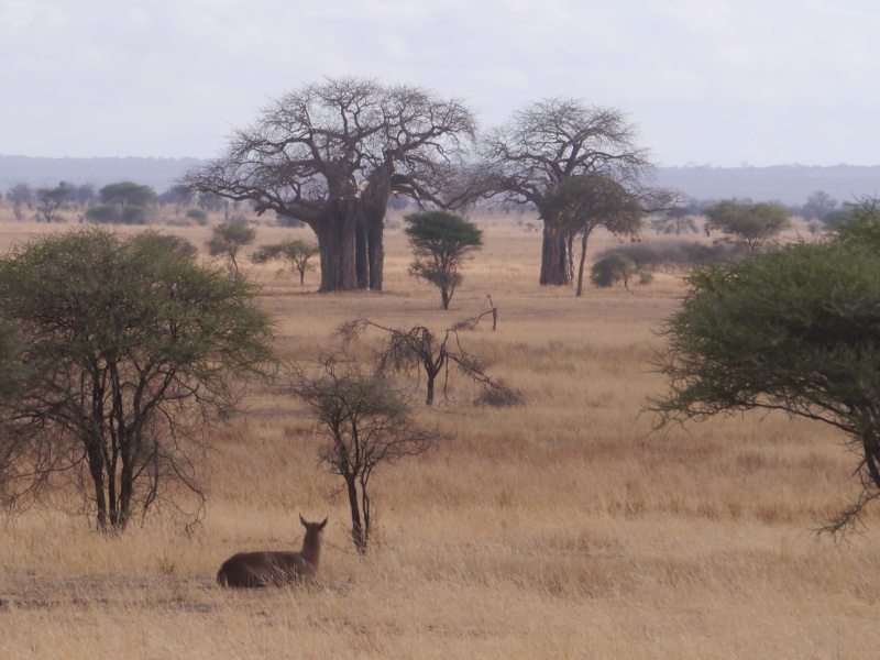 [TANZANIE] Le Kilimandjaro & Safaris (Oct 2014) P1590222