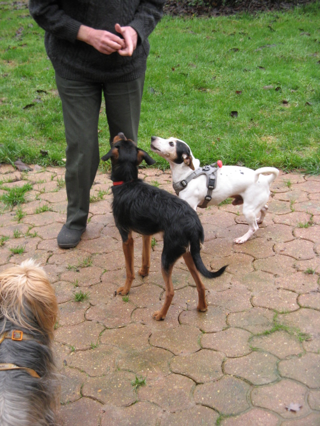 [Sauvetage] DEREK, type jack russel 10 ans - M 2018-130