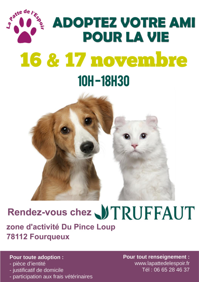 16-17 novembre 2019: Week-end Adoption-collecte-boutique à Truffaut - Fourqueux (78) 2019-111