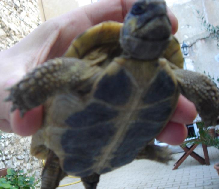 de nouvelles photos plus précises pour identifier ma tortue - Page 2 Mkl313