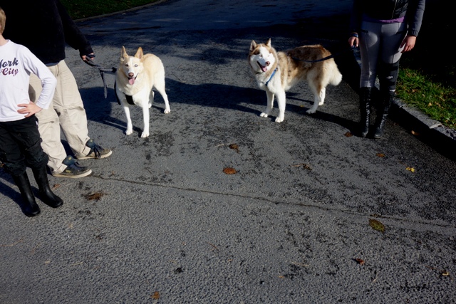 Kerouq, Sibérien Husky, 4 Ans et veut vivre sa vie. Dept 14.ADOPTE Dsc01517