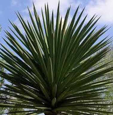 CHM picture thread! - Page 33 Yucca10