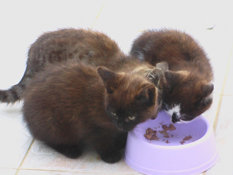 3 chatons à adoptés de Lamotte Brebière Chocol10