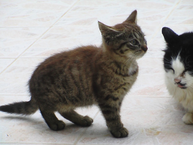 3 chatons à adoptés de Lamotte Brebière Marron10