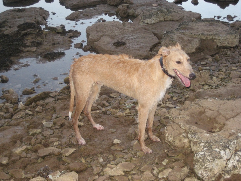 Lurcher Ross - Page 3 Img_2217