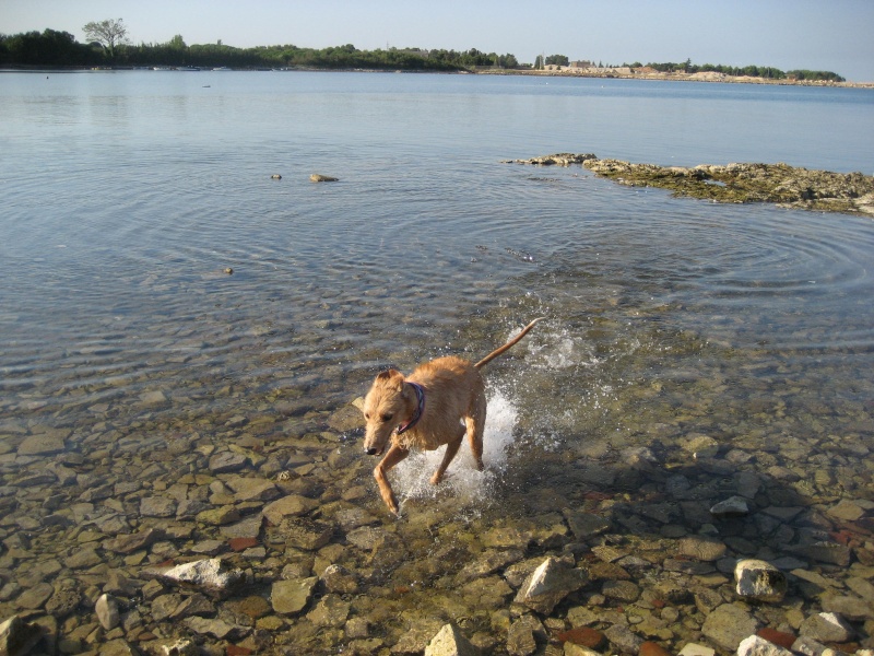 Lurcher Ross - Page 2 Img_2243