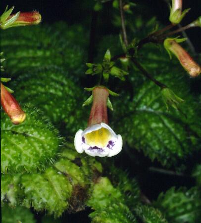 Une petite merveille vient de fleurir Diaste10