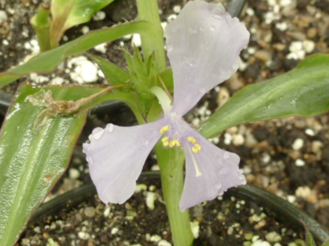 COLEOTRYPE natalensis  ( F. des Commelinaceae ) P1080412