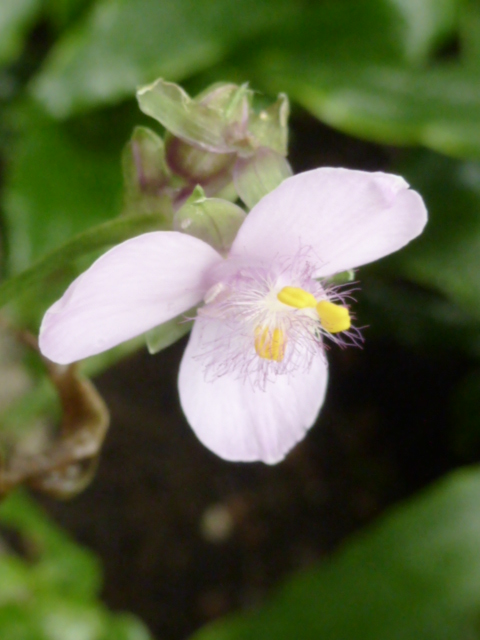  Fleur de TRIPOGANDRA diuretica ( F. des Commelinaceae )  P1080414