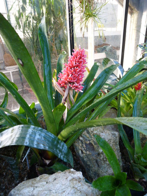 AECHMEA melinonii P1080421