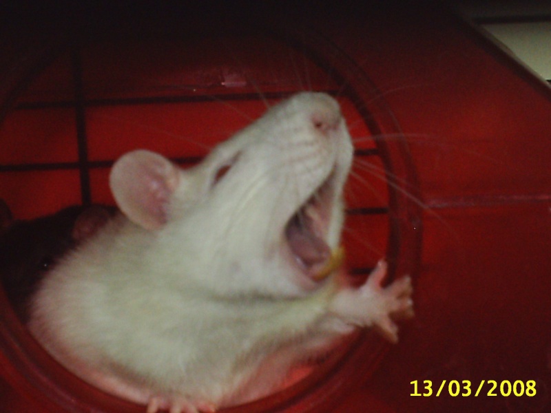 dur la vie de ratoune Lola_b15