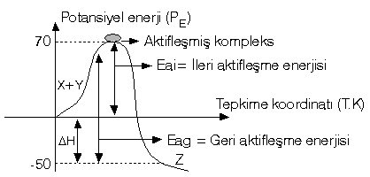 Konu-8: Hz 10_rea12