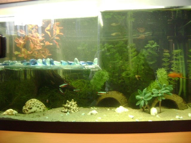Mon premier aquarium ( nouvelle photo page 9) - Page 4 Dsc01710