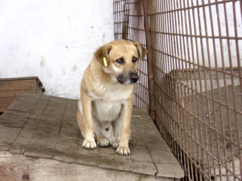 baxter - ** URGENCE POUR BAXTER ** 11 ans  et + de 5 ans de box - mâle croisé de taille moyenne, né environ en 2009  - REMEMBER ME LAND - ADOPTE PAR DOMINIQUE (28) - EN FUGUE !! 10849710