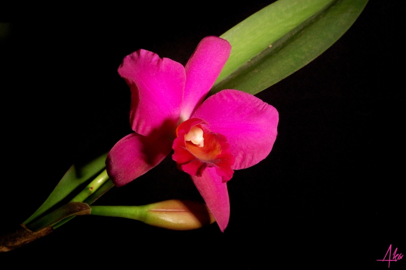 Cattleya Poubelle Rose Catthy10