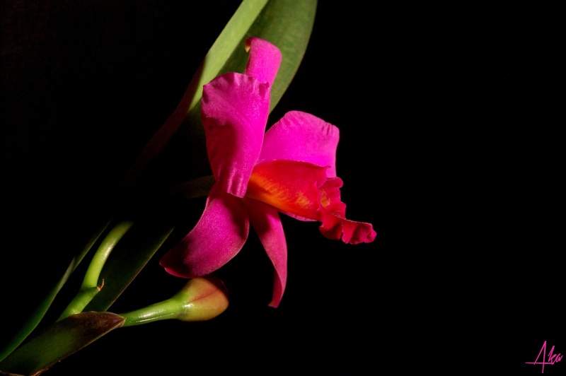 Cattleya Poubelle Rose Catthy11