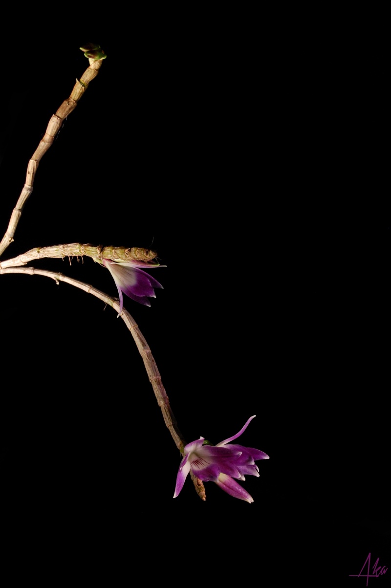Dendrobium victoriae-reginae Dvr110