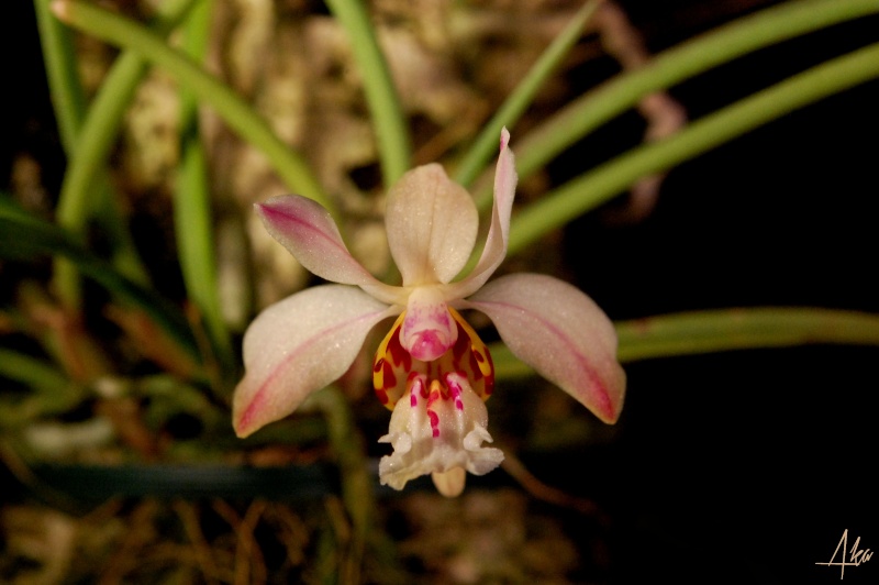 Holcoglossum wangii Gp210