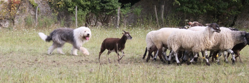 Old English Sheepdog + Chien de Berger Anglais Ancestral + Bobtail = chien de berger