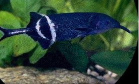 Erpetoichthys calabaricus reproduction (poissons roseaux) Poisso10