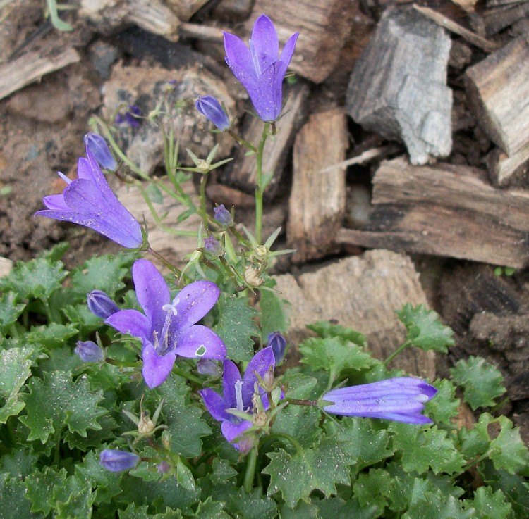 Je suis descendue au jardin ,pour ..... chapitre I en l'an - Page 18 00212