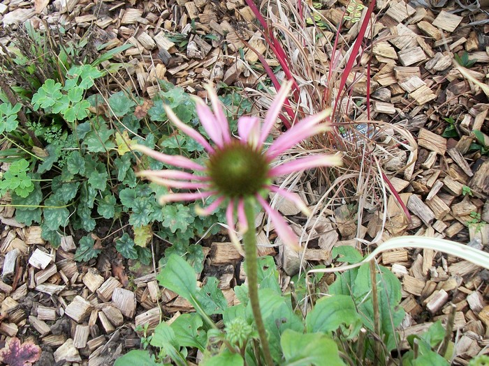 Je suis descendue au jardin ,pour ..... chapitre I en l'an - Page 18 05410