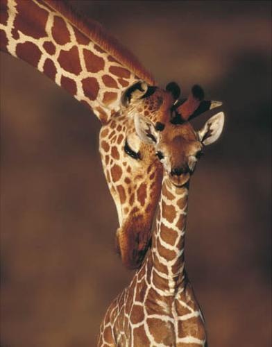Les mamans et leur bébé - Page 10 Girafe10