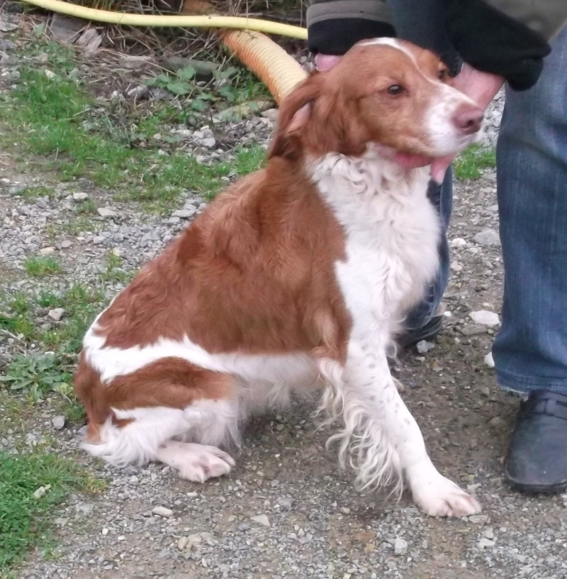 Femelle épagneul breton 2/3 ans - fourrière 44 - délai 02 décembre 2014 410