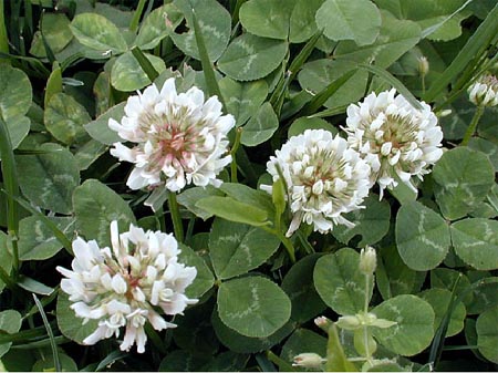 Trèfle blanc Clover10