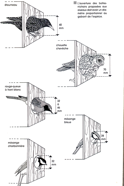 Quel nichoir pour quel oiseau ? Nicher10