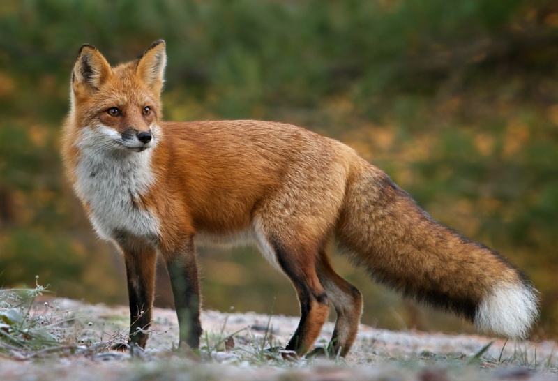 Le renard roux Vulpes10