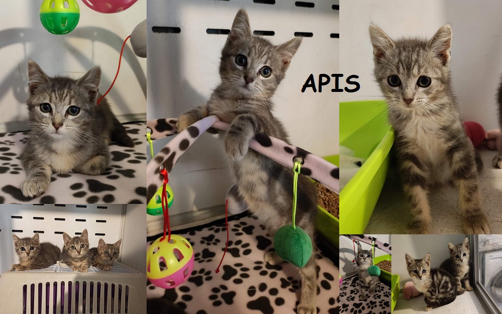 APIS, chat mâle Apis912