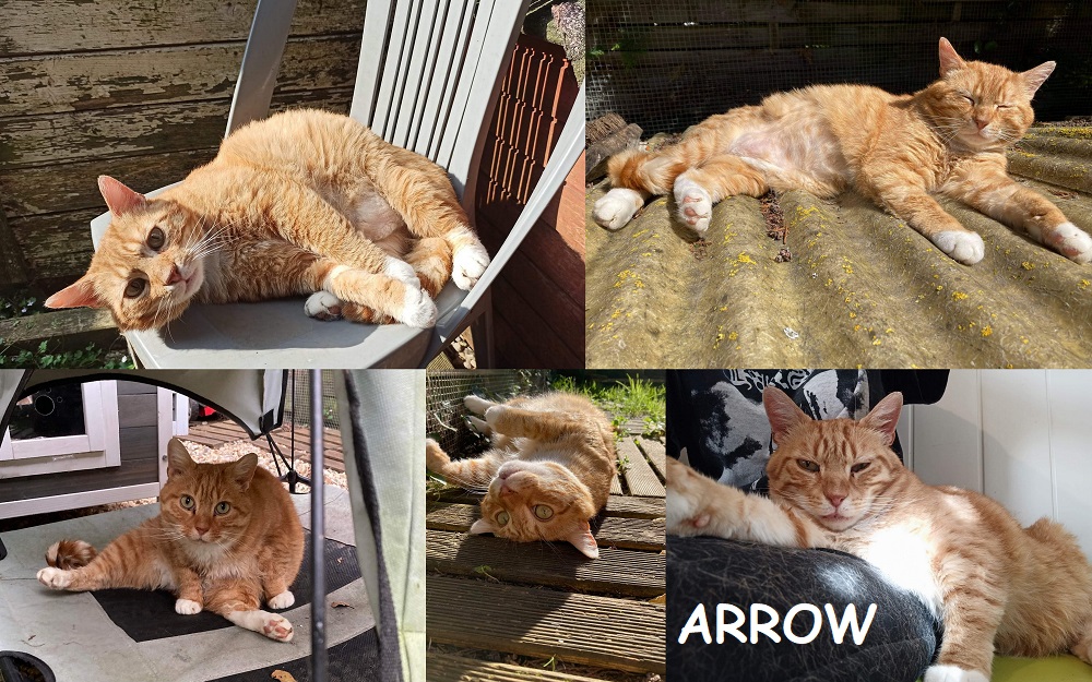 ARROW, chat mâle Arrow110