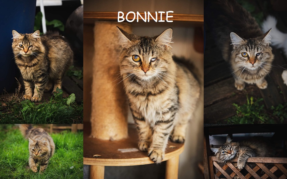 BONNIE, chat femelle Bonnie17