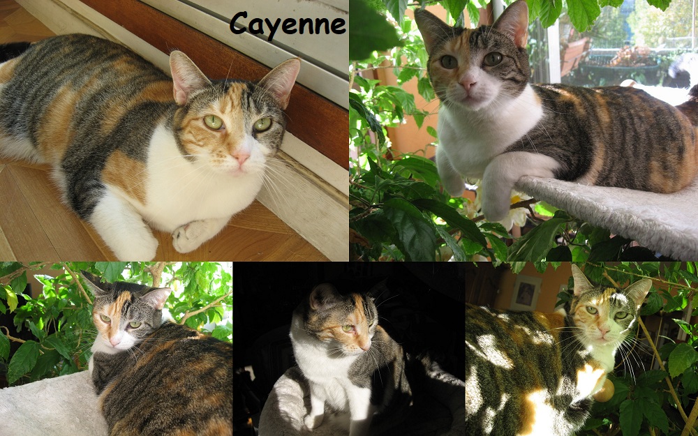 CAYENNE, chat femelle Cayenn16