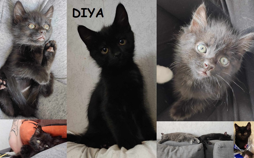 DIYA, chat femelle Diya1111