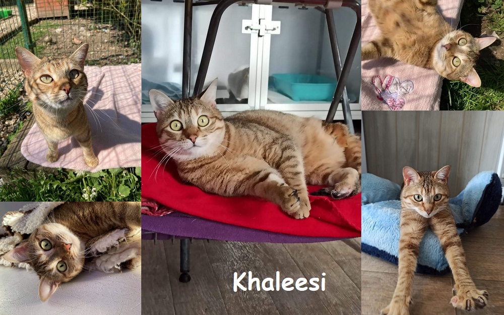 KHALEESI, chat femelle K210