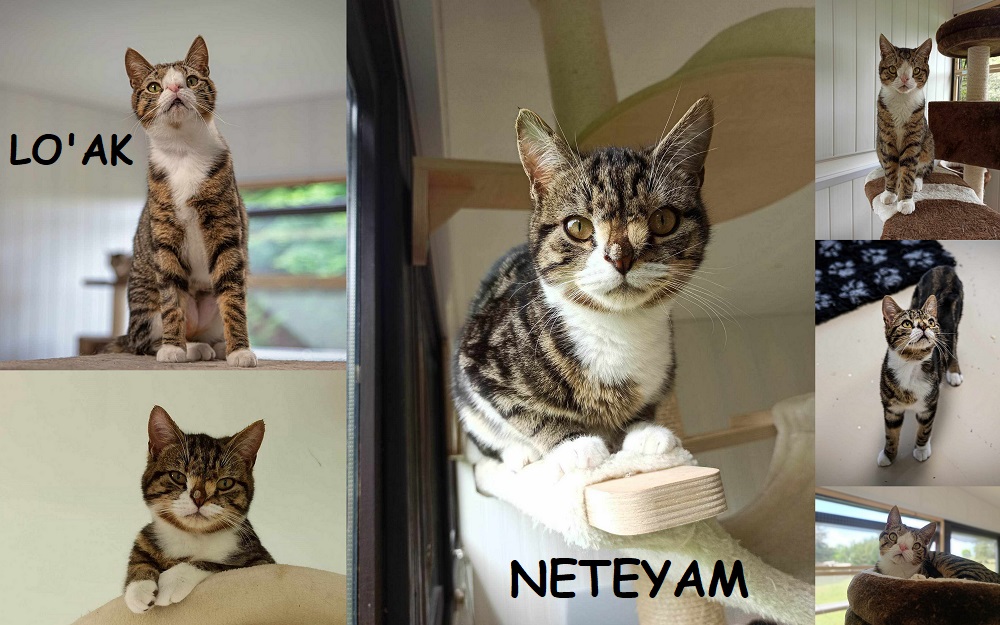 LO'AK et NETEYAM, 2 frères à adopter ensemble L_et_n26