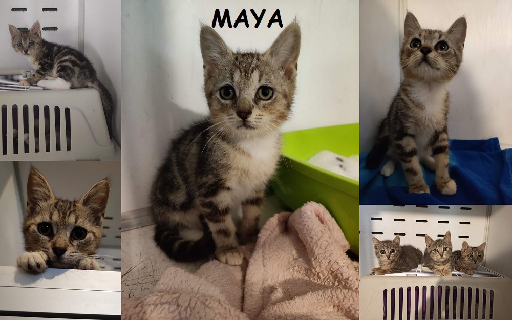 MAYA, chat femelle Maya1110