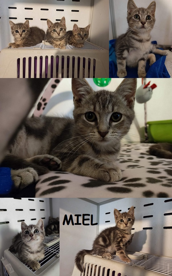 MIEL : annonce type pour sites gratuits Miel1110
