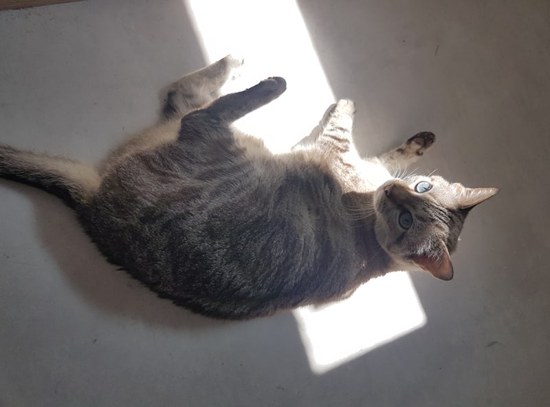 MERIDA, chat femelle Mzorid21