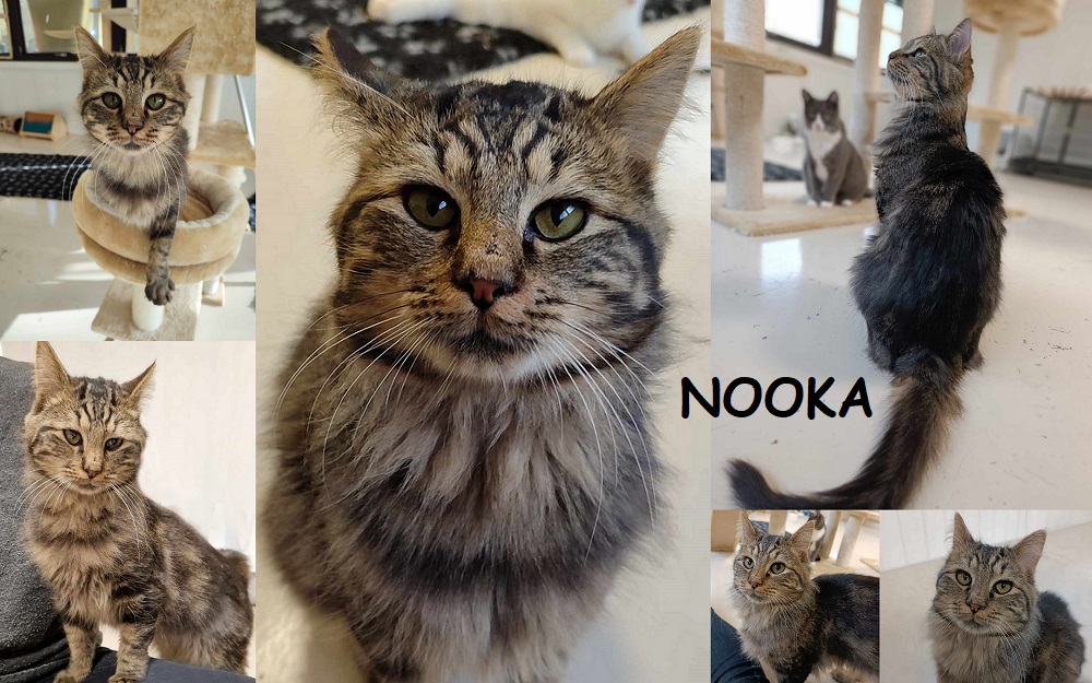 NOOKA, chat mâle Nooka110
